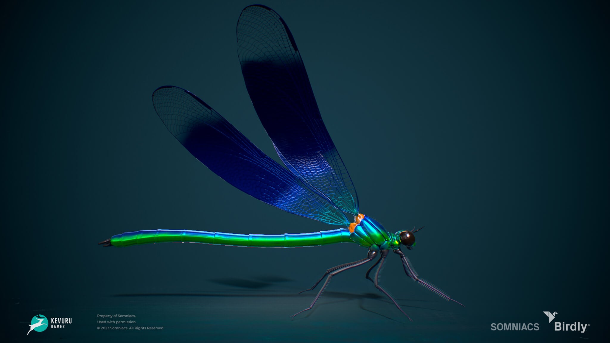 birdly insect dragonfly 3d